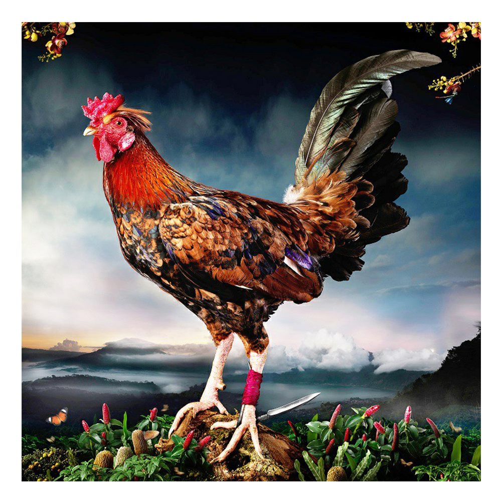 

30*30CM - Round Drill Diamond Painting - Rooster, 501 Original