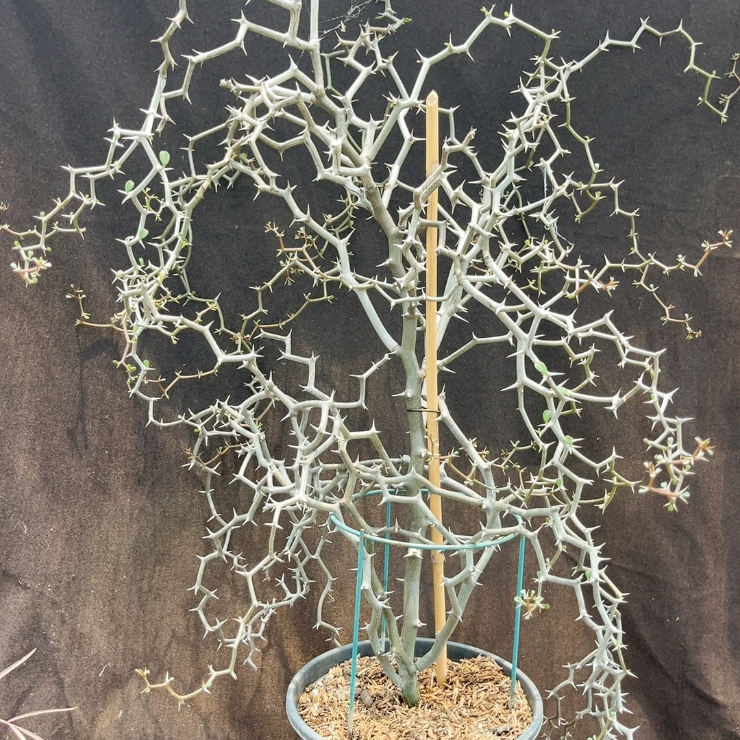 plant Aeonium Echeveria Haworthia  Caudex  Lithops Cactus  Agave 