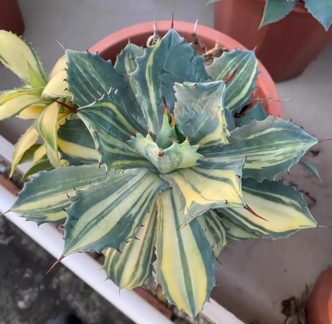 plant Aeonium Echeveria Haworthia  Caudex  Lithops Cactus  Agave 