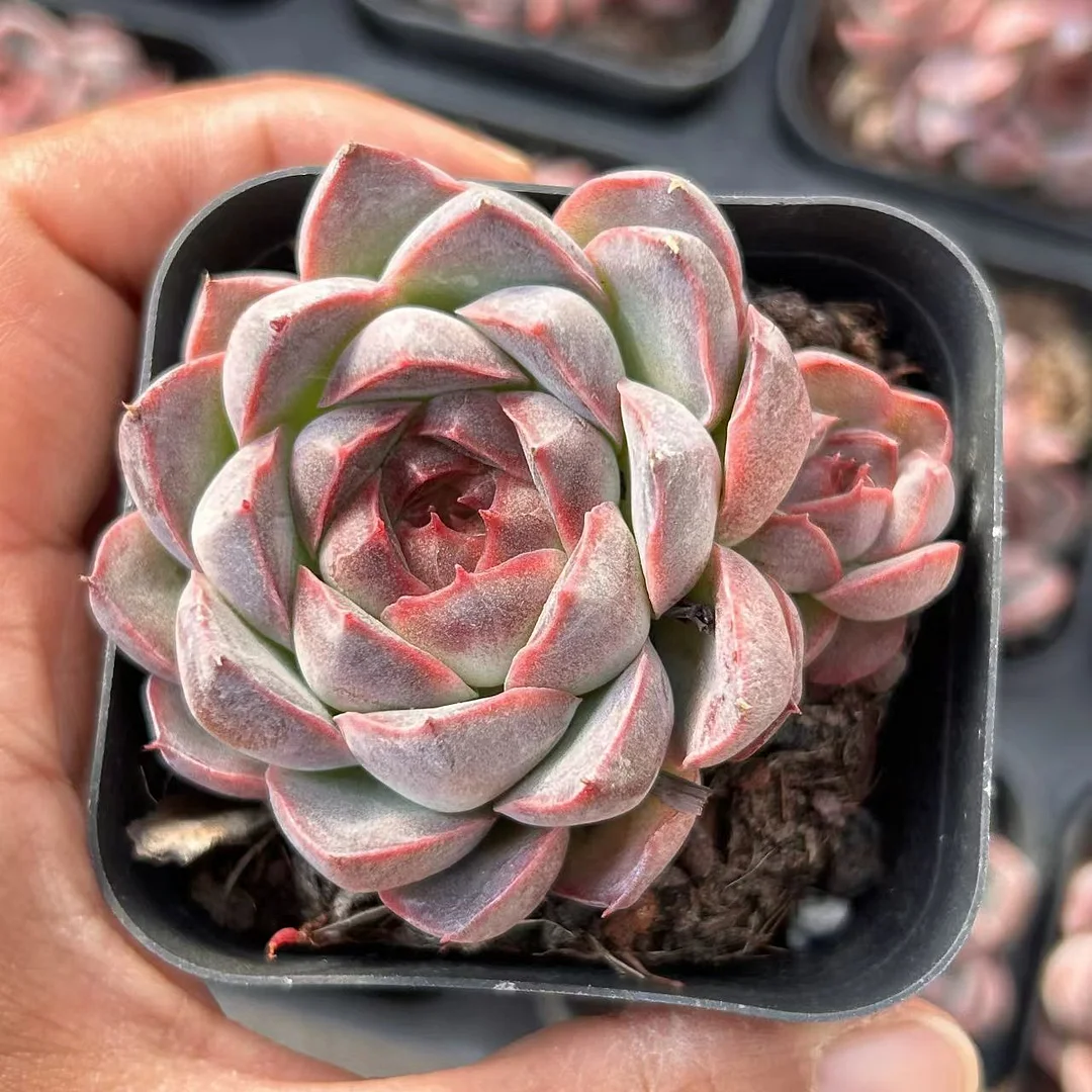 729. Red and black  2 heads 5-7cm / Echeveria / Succulent plants / Garden landscape / Carefully select healthy plants