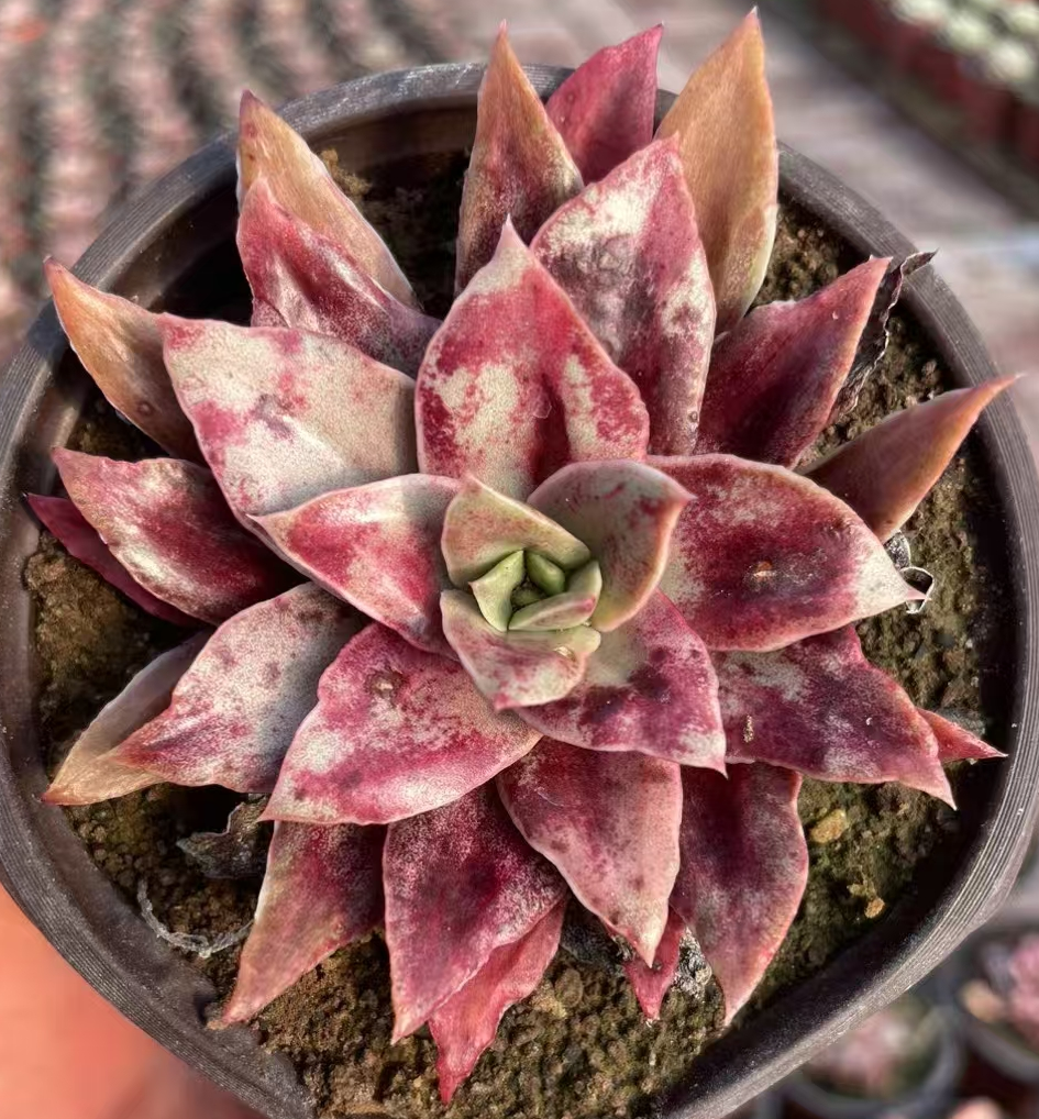 756. Great Red Spot single  head  6-8cm / Echeveria / Succulent plants / Garden landscape / Carefully select healthy plants