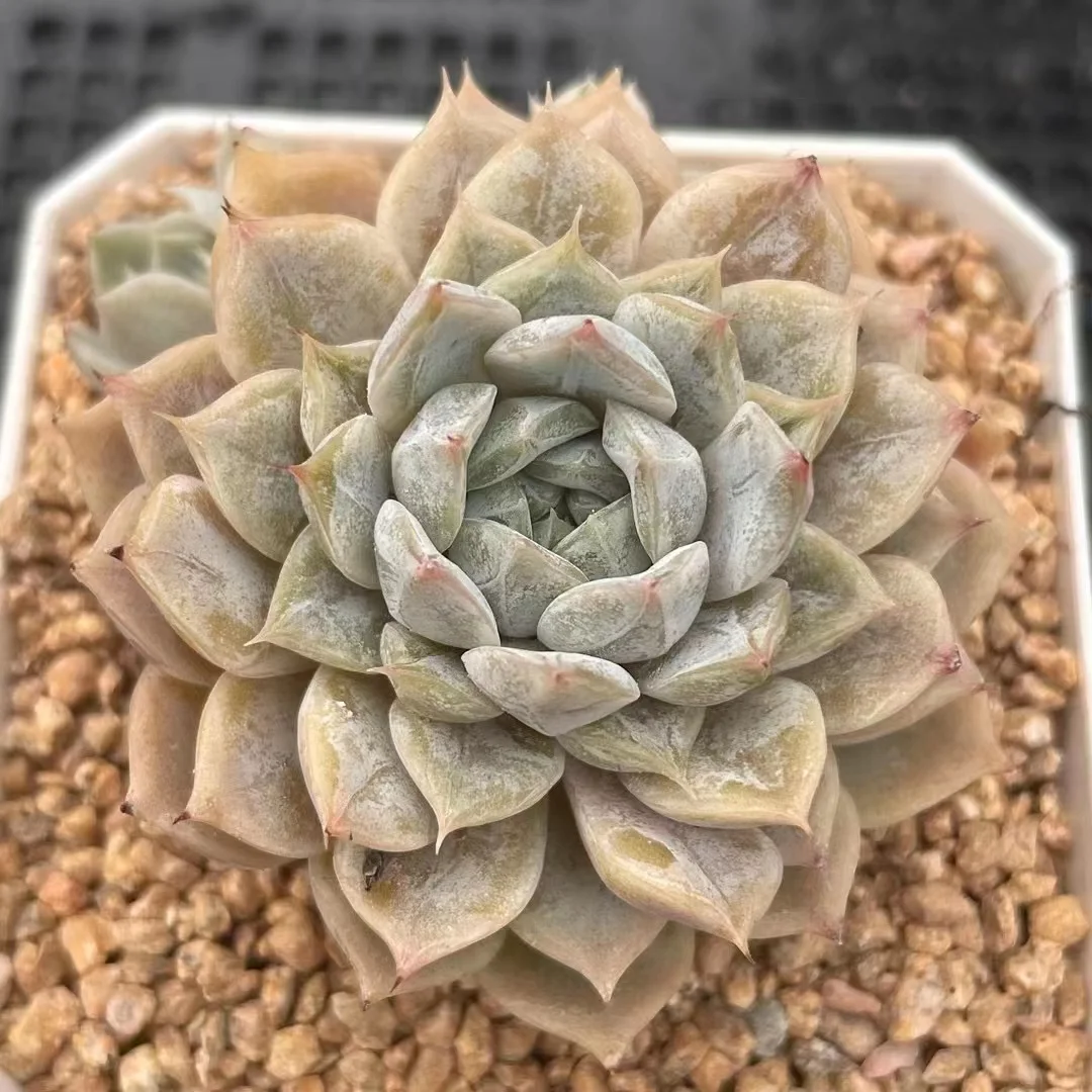 plant Aeonium Echeveria Haworthia  Caudex  Lithops Cactus  Agave 