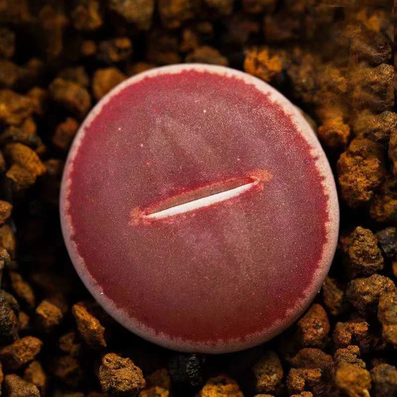 plant Aeonium Echeveria Haworthia  Caudex  Lithops Cactus  Agave 