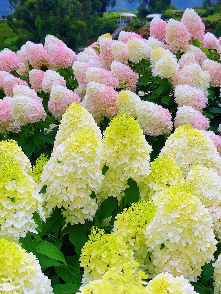 🌺Panicle Hydrangea Seeds