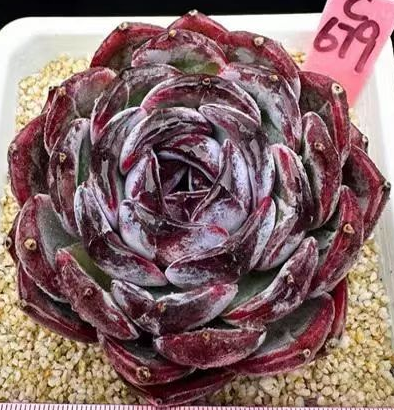 plant Aeonium Echeveria Haworthia  Caudex  Lithops Cactus  Agave 