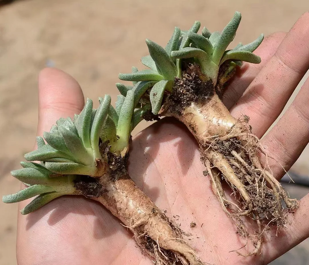 plant Aeonium Echeveria Haworthia  Caudex  Lithops Cactus  Agave 