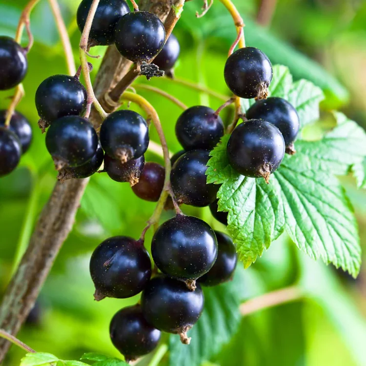 Blackcurrant-Gooseberry Seeds
