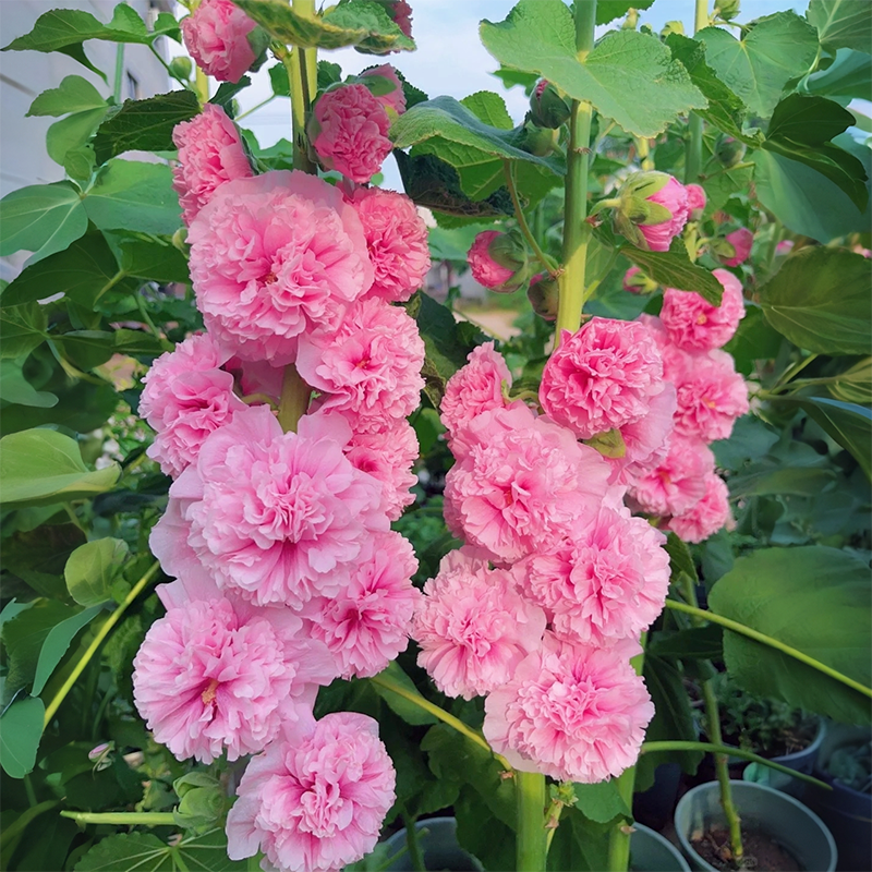 💐Double-flowered Hollyhock Seeds