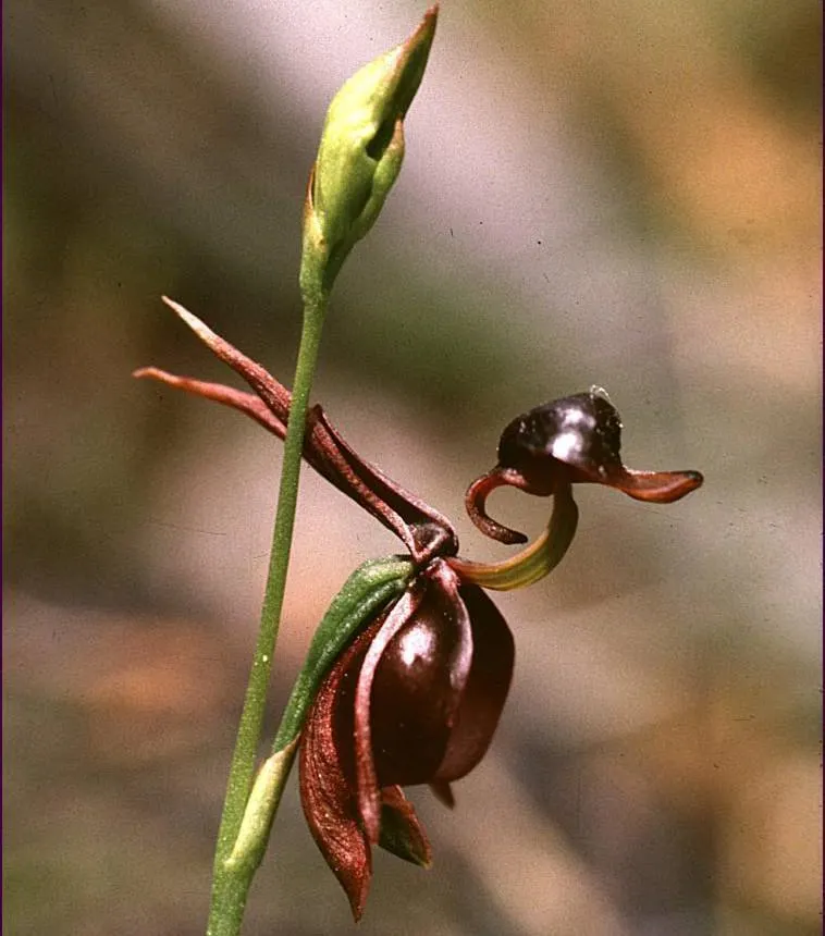 Flying Duck Orchid Seeds – Grow Your Own Rare and Unique Purple Duck Orchids! 🌿🦆