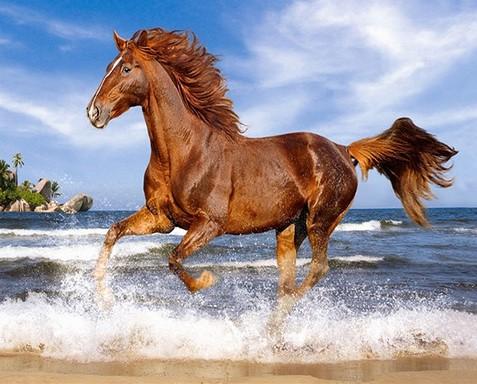 

Horse on the Beach – Paint By Numbers - 40*50CM, 501 Original