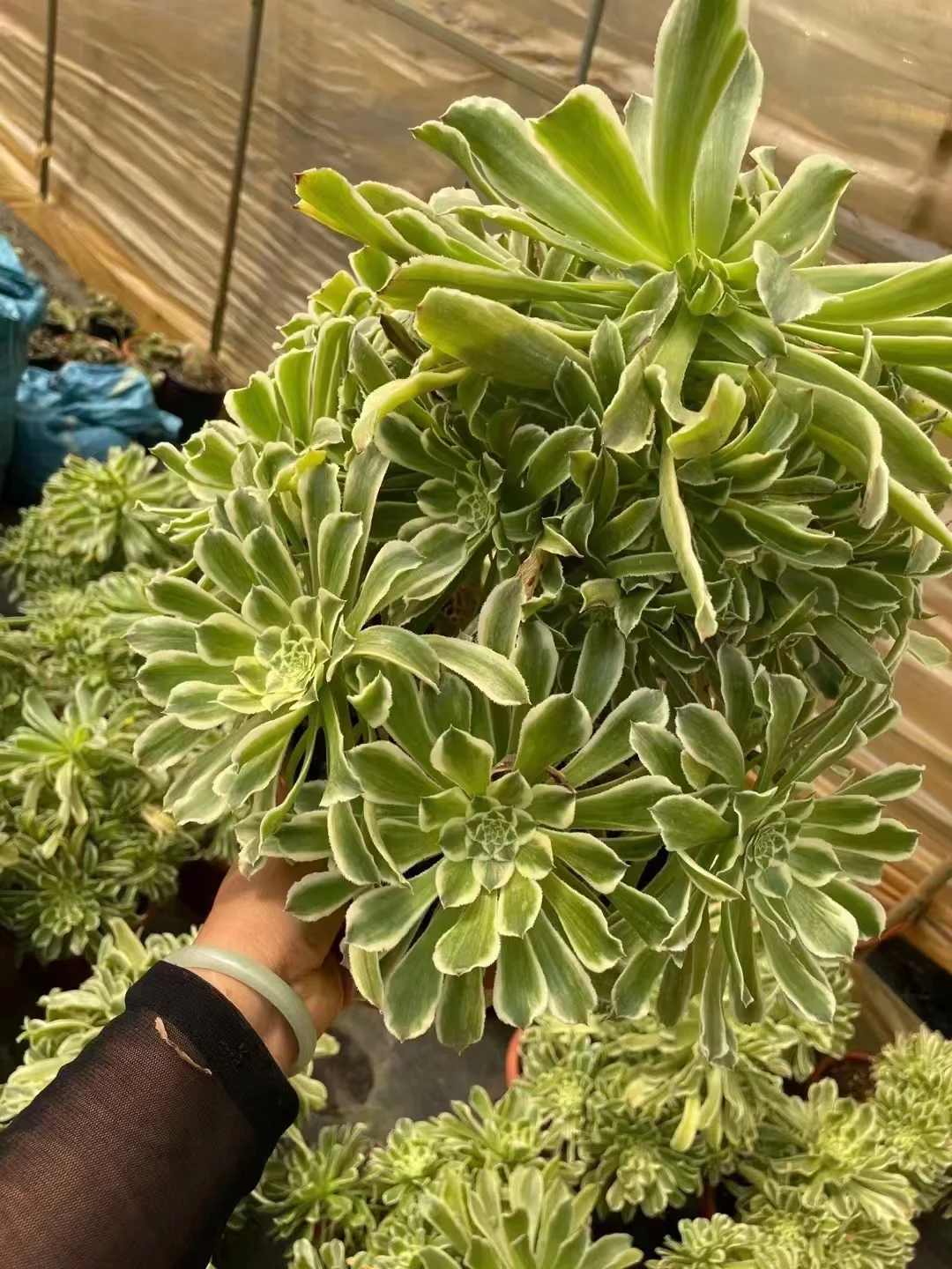 plant Aeonium Echeveria Haworthia  Caudex  Lithops Cactus  Agave 