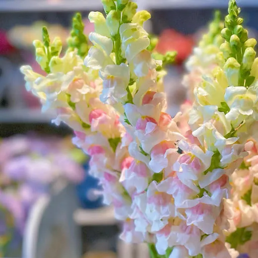 🌸APPLE BLOSSOM SNAPDRAGON Flower Seeds-Extremely romantic flowers💕