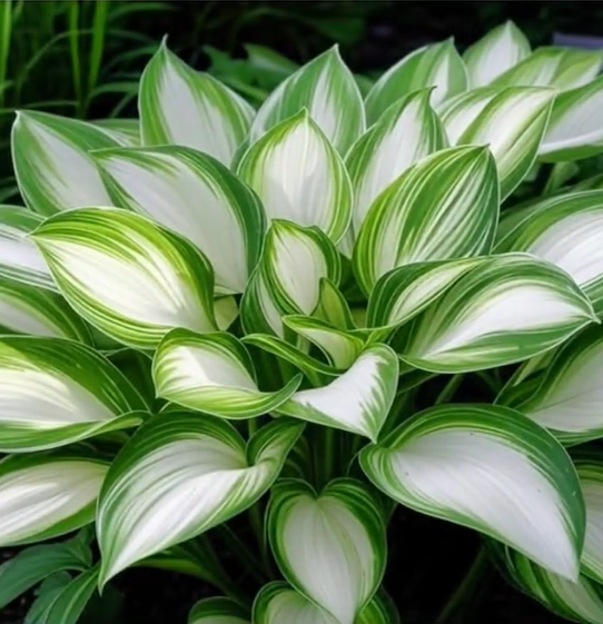 Mix Rare Hosta Flower Seeds