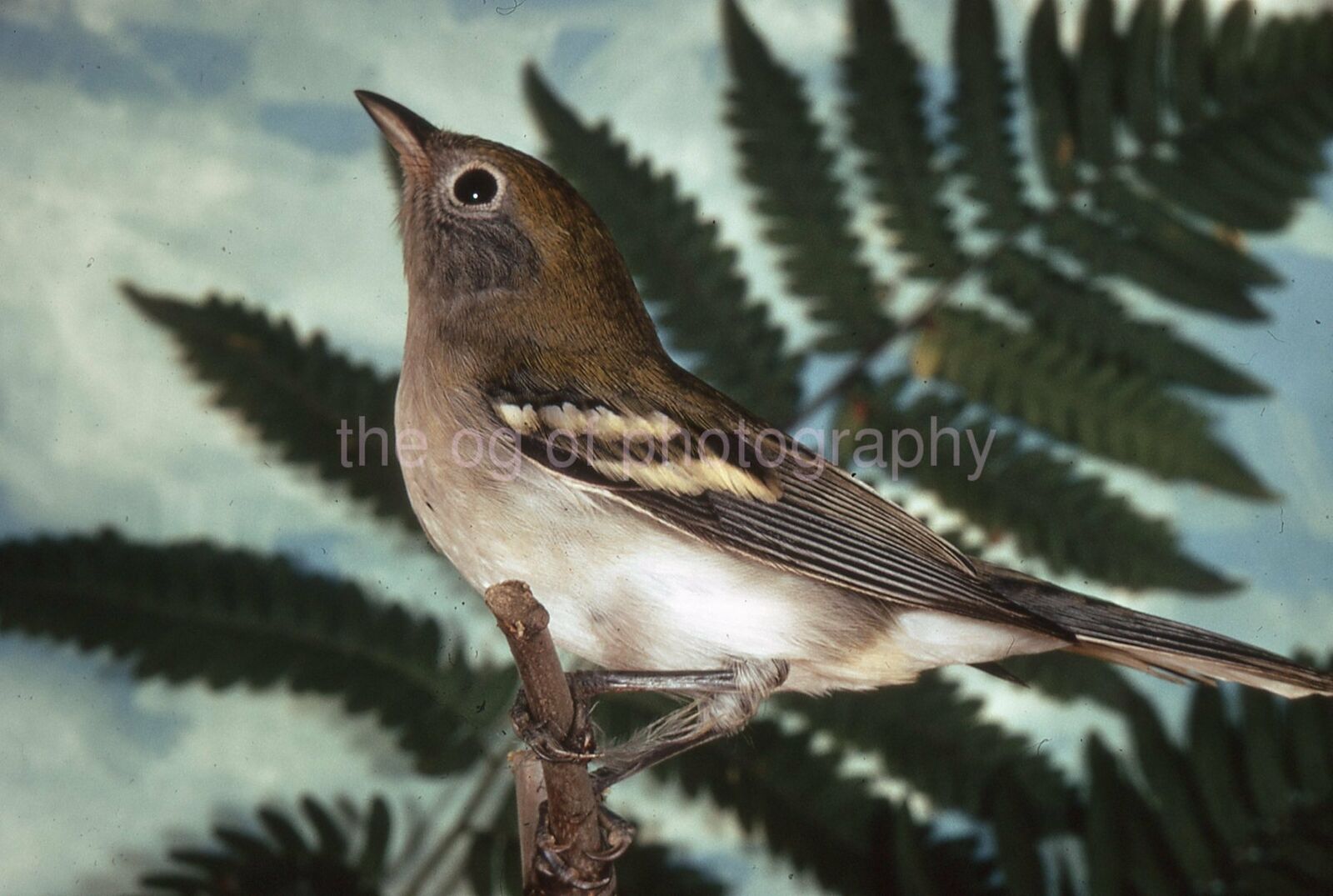 CHESTNUT SIDED WARBLER 35mm FOUND BIRD SLIDE Vintage COLOR Photo Poster painting 15 T 10 O