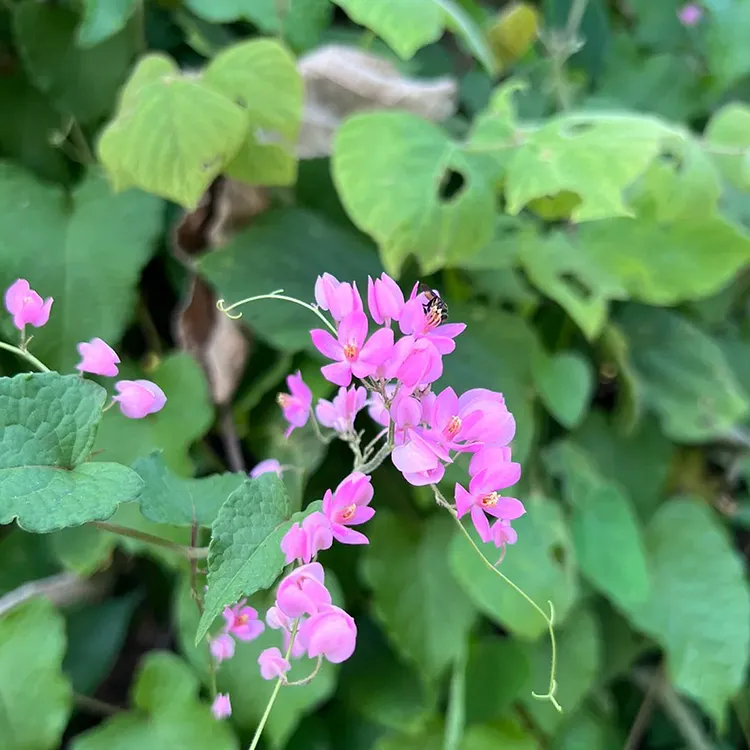 CORAL VINE SEEDS