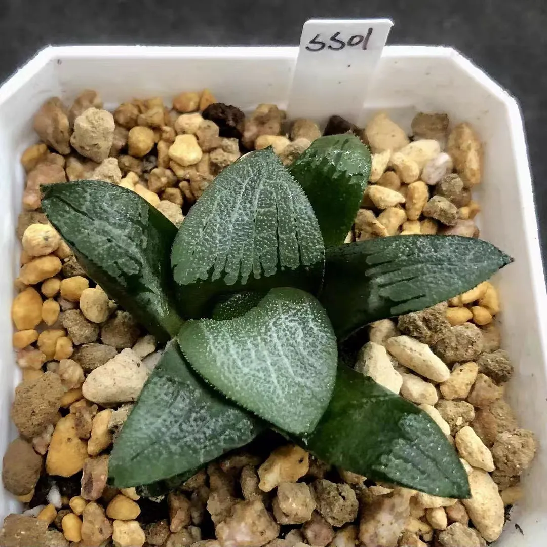 plant Aeonium Echeveria Haworthia  Caudex  Lithops Cactus  Agave 