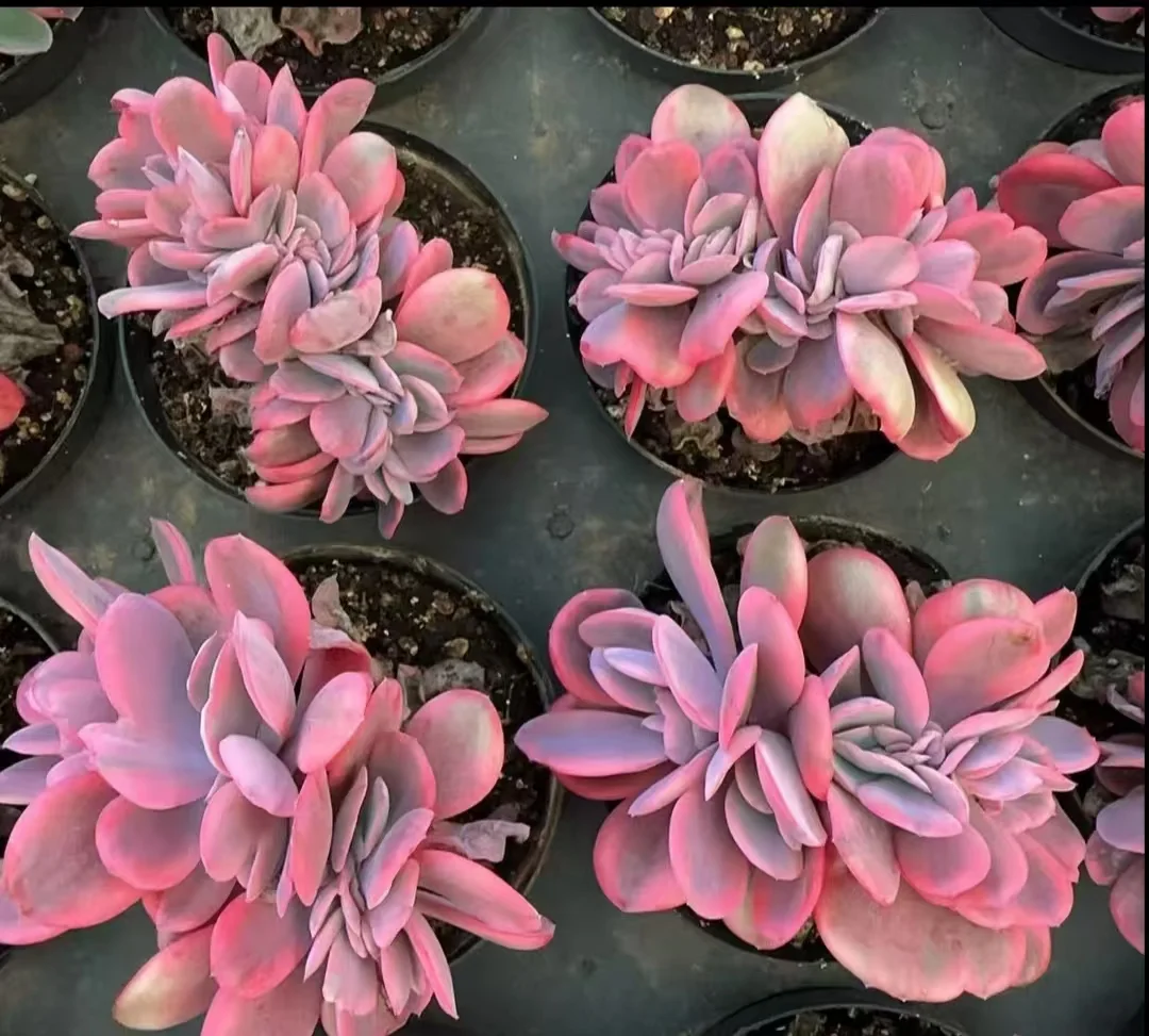 plant Aeonium Echeveria Haworthia  Caudex  Lithops Cactus  Agave 