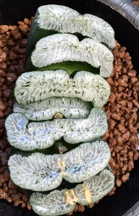 cy27.Haworthia truncata White Dragon 4-5cm/ Haworthia/ Succulent plants / Garden landscape / Carefully select healthy plants
