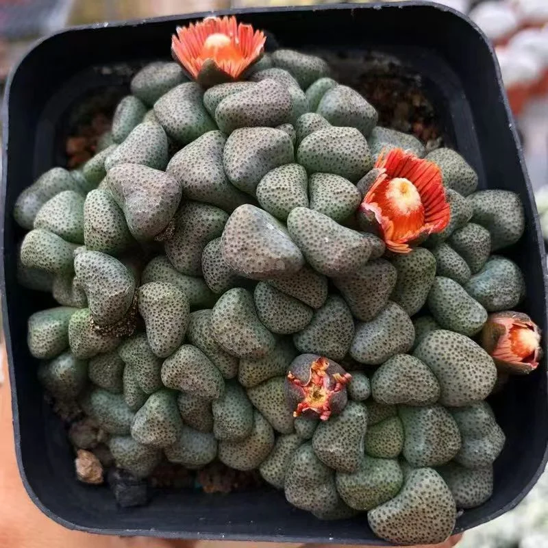 plant Aeonium Echeveria Haworthia  Caudex  Lithops Cactus  Agave 