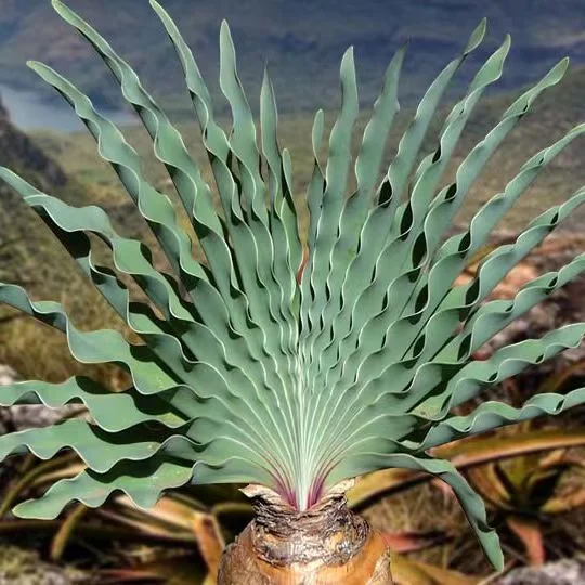 plant Aeonium Echeveria Haworthia  Caudex  Lithops Cactus  Agave 