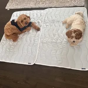 Reviewer Dog Bed
