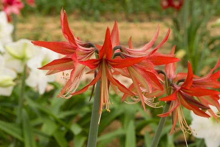 Amaryllis 'Sumatra' (Hippeastrum)