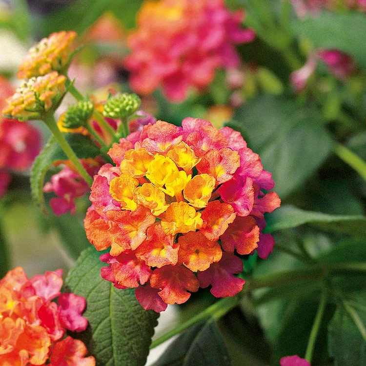 Lantana Calippo Tutti Frutti Flower Plants