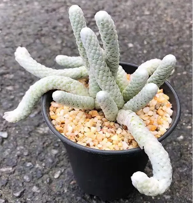 plant Aeonium Echeveria Haworthia  Caudex  Lithops Cactus  Agave 