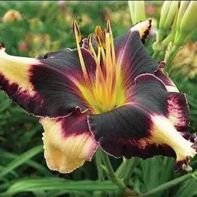 Daylily Hybrid Flowers Seeds