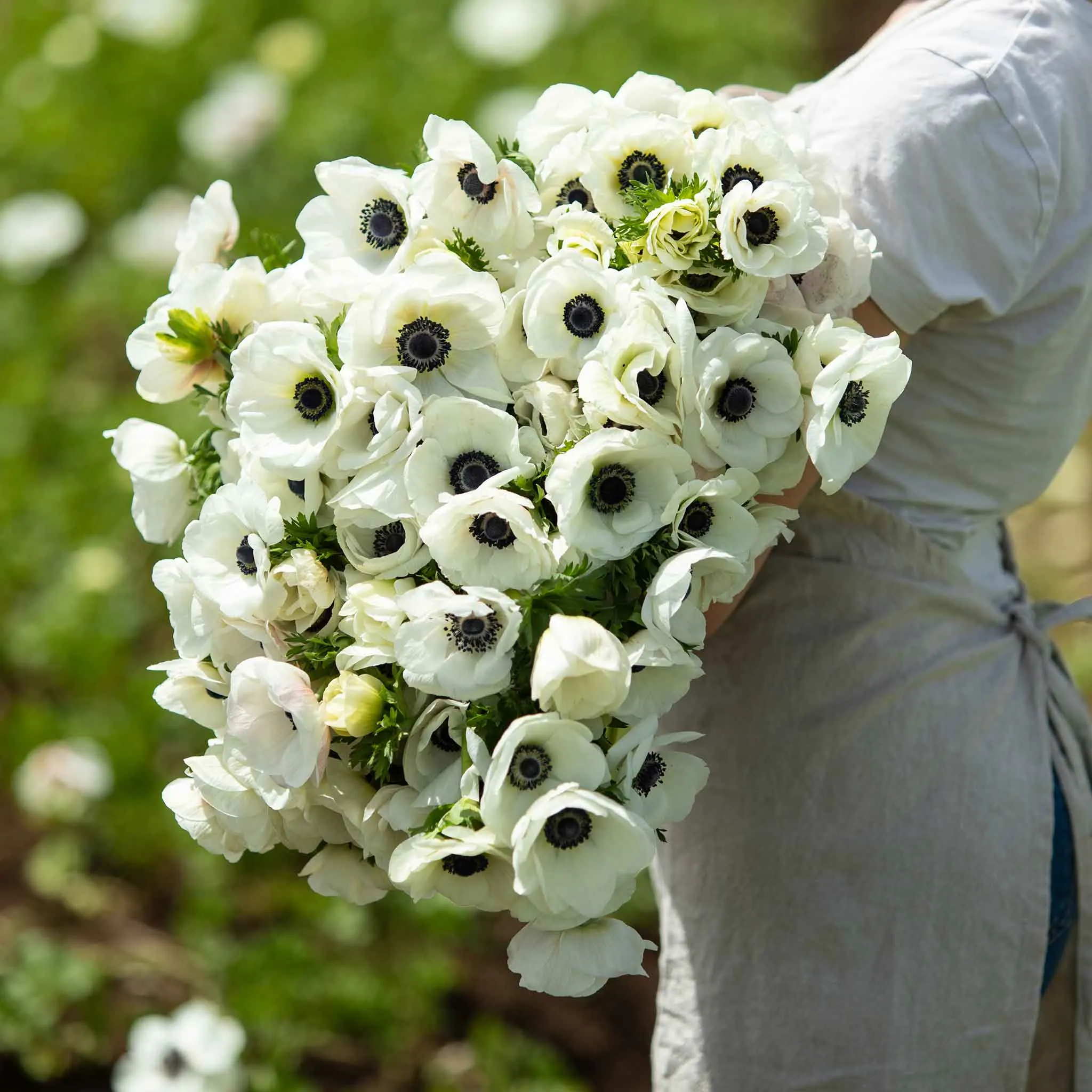 De Caen White Anemone Seeds