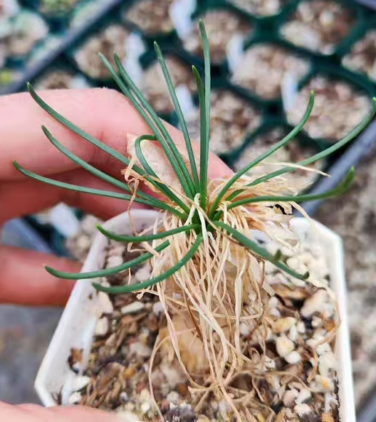 plant Aeonium Echeveria Haworthia  Caudex  Lithops Cactus  Agave 