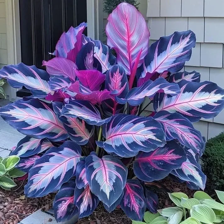 🌿 Colorful Hosta Seeds &ndash; The King of Shade in the Garden! 🌿