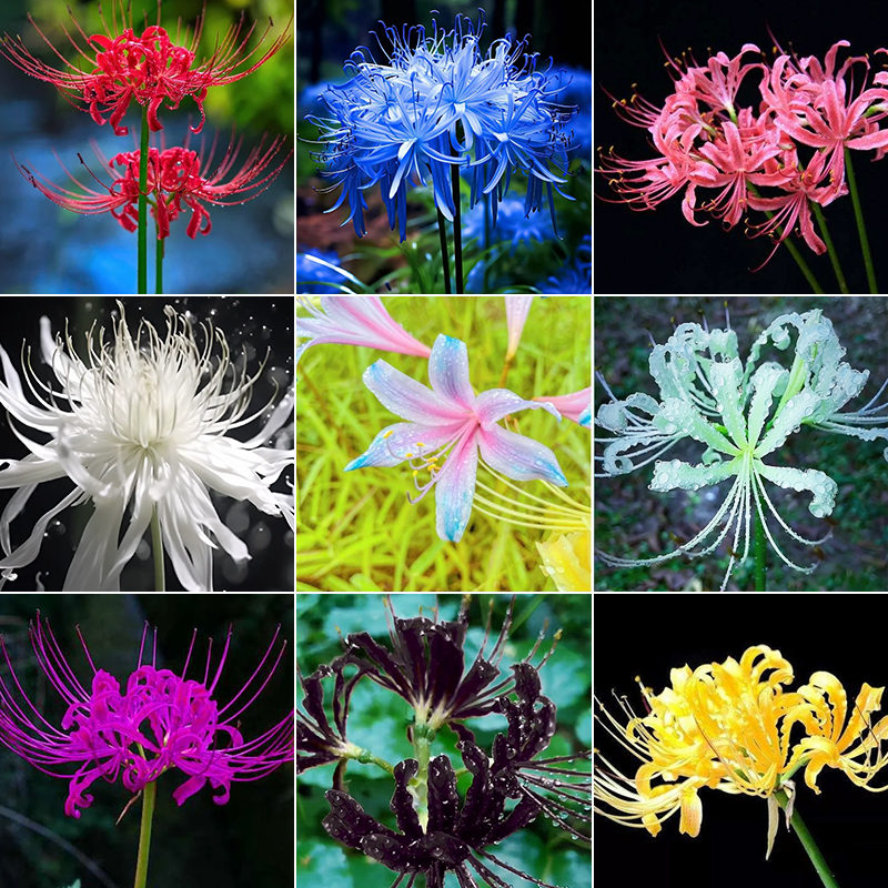 Rare Mandarava Bulbs Jonyparkseed®