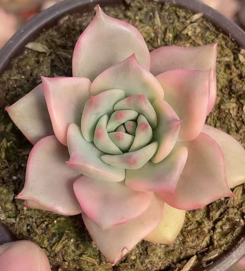 plant Aeonium Echeveria Haworthia  Caudex  Lithops Cactus  Agave 