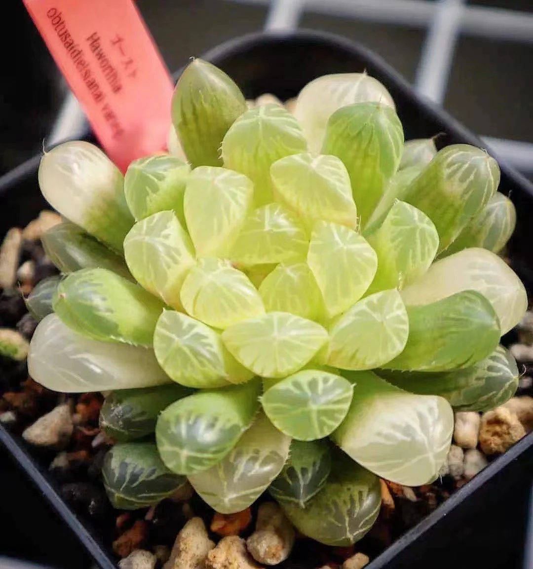 cy16.Haworthia obtusa var.pilifera 3-5cm/ Haworthia/ Succulent plants / Garden landscape / Carefully select healthy plants