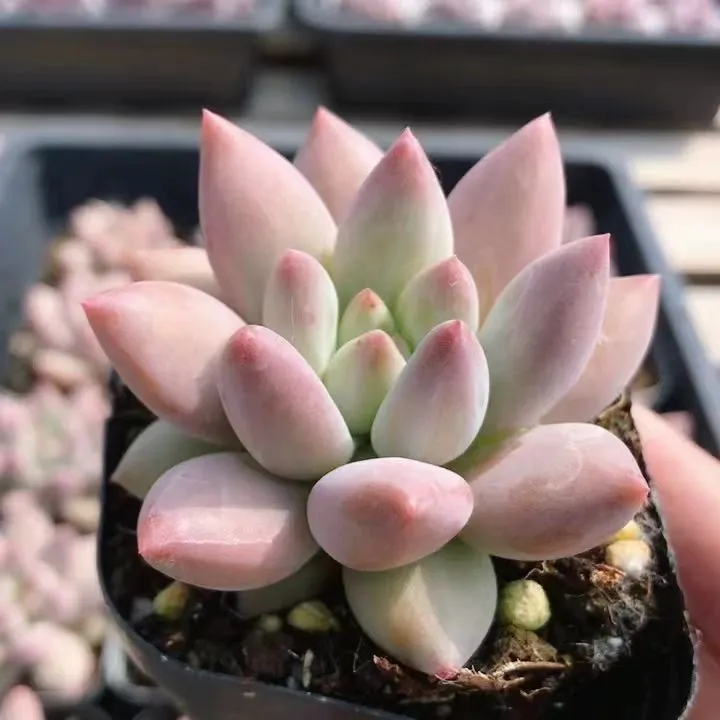 plant Aeonium Echeveria Haworthia  Caudex  Lithops Cactus  Agave 