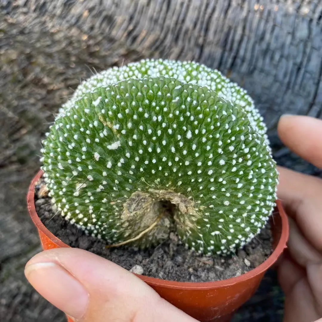 plant Aeonium Echeveria Haworthia  Caudex  Lithops Cactus  Agave 
