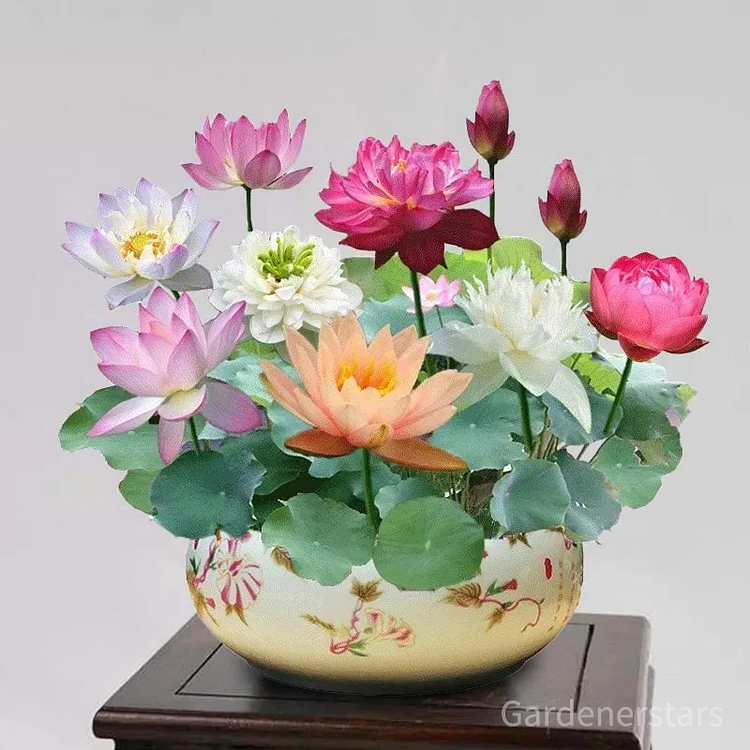 🌸【7 days germination】Last Day Up to 80% OFF💐The Sacred Bonsai Bowl Lotus Flower