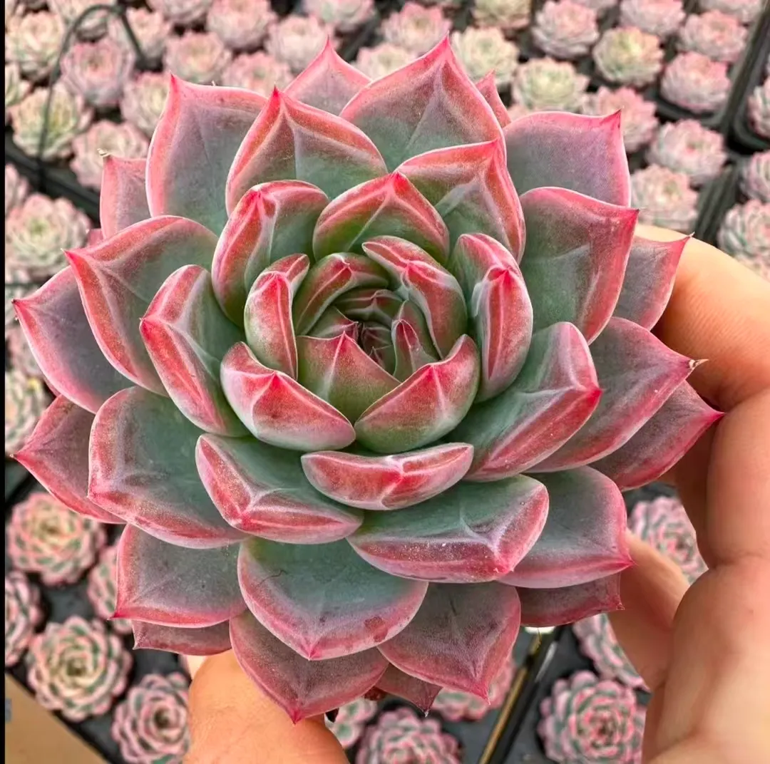 plant Aeonium Echeveria Haworthia  Caudex  Lithops Cactus  Agave 