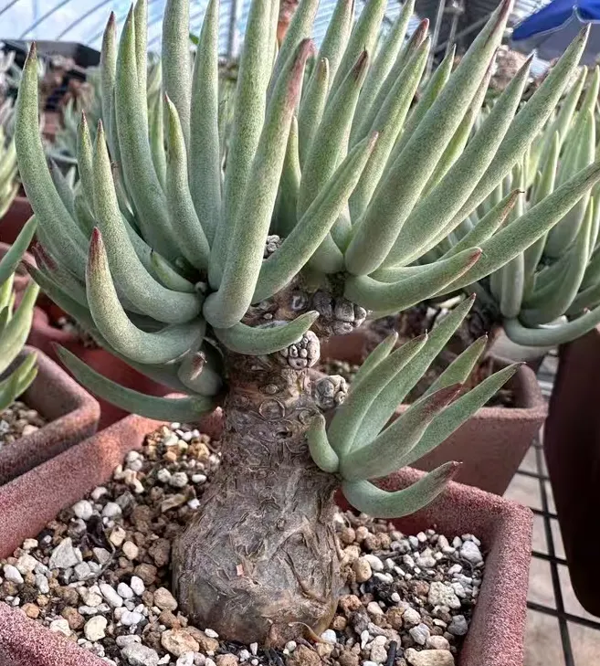 plant Aeonium Echeveria Haworthia  Caudex  Lithops Cactus  Agave 