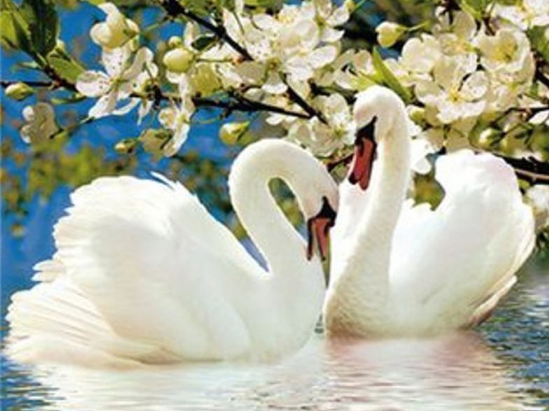 Diamond Painting - Full Round/Square Drill - Swan(30*40 - 50*60cm)