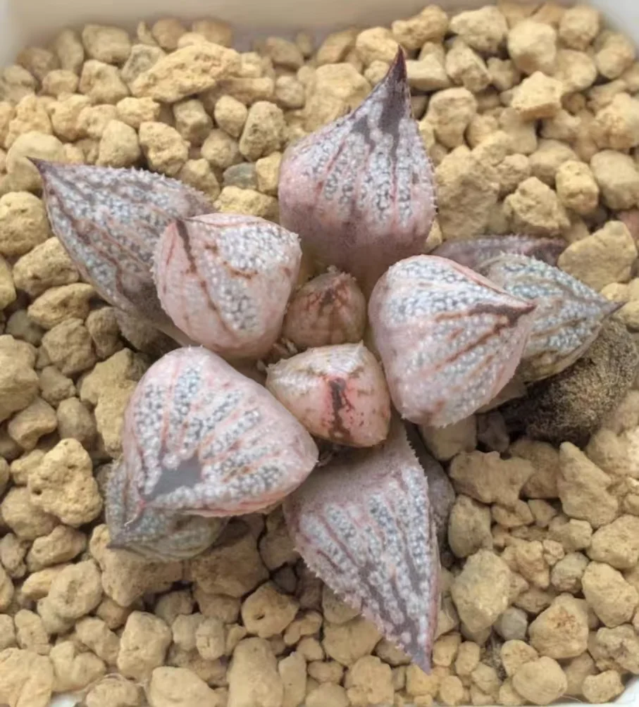 1116.Haworthia emelyae var. 'Princess Kazunomiyta' mutant  4cm /Haworthia/ Succulent plants / Garden landscape / Carefully select healthy plants