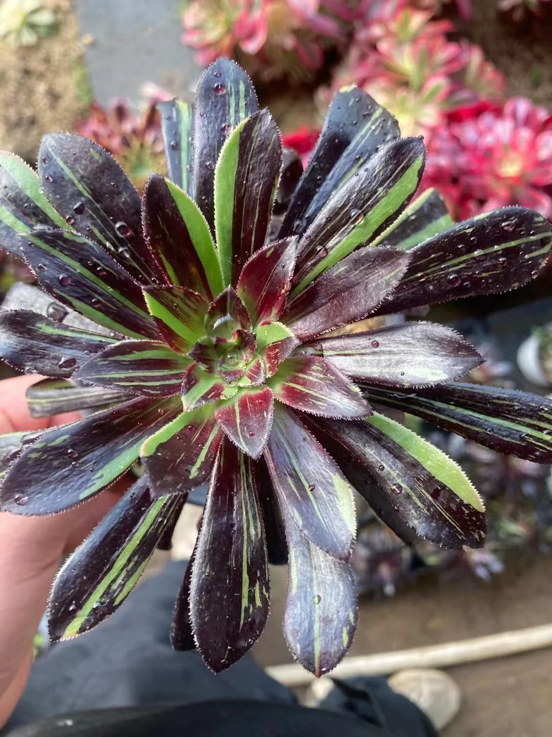 plant Aeonium Echeveria Haworthia  Caudex  Lithops Cactus  Agave 