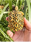 Tortoise Tortoise Model Resin Yada Angoloka Radiated Tortoise Ornaments Landscaping