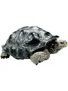 2024 Simulation turtle series Galapagos tortoise tortoise model