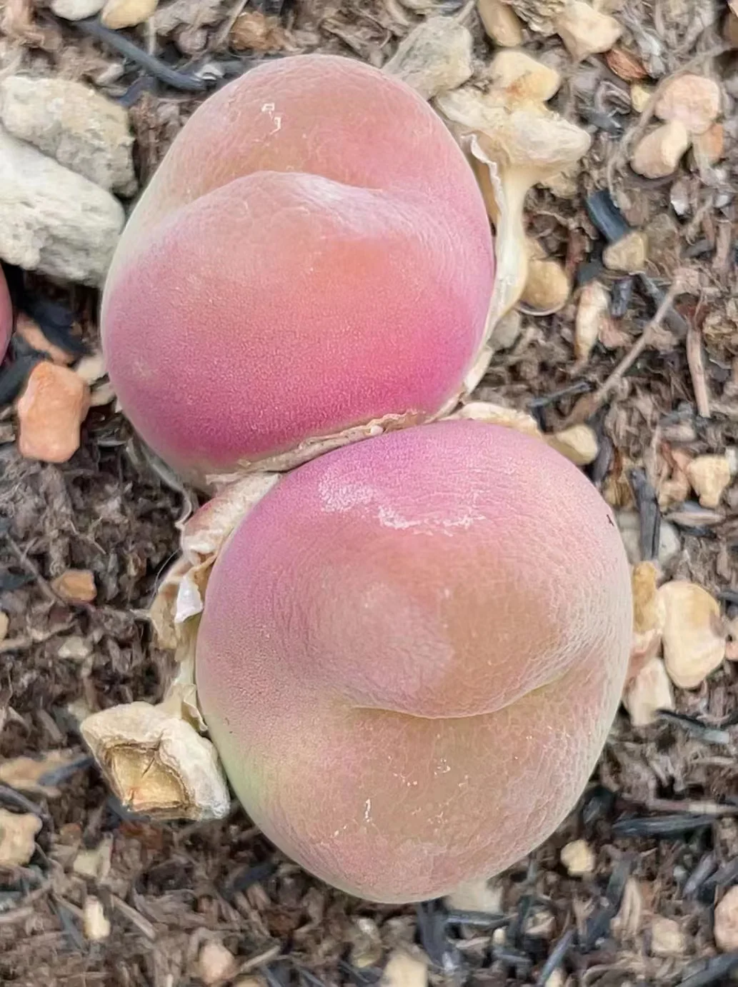 plant Aeonium Echeveria Haworthia  Caudex  Lithops Cactus  Agave 