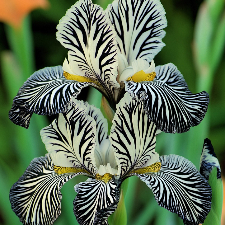 💐Zebra Stripes Iris (Iris Germanica) – A Bold, Striped Beauty