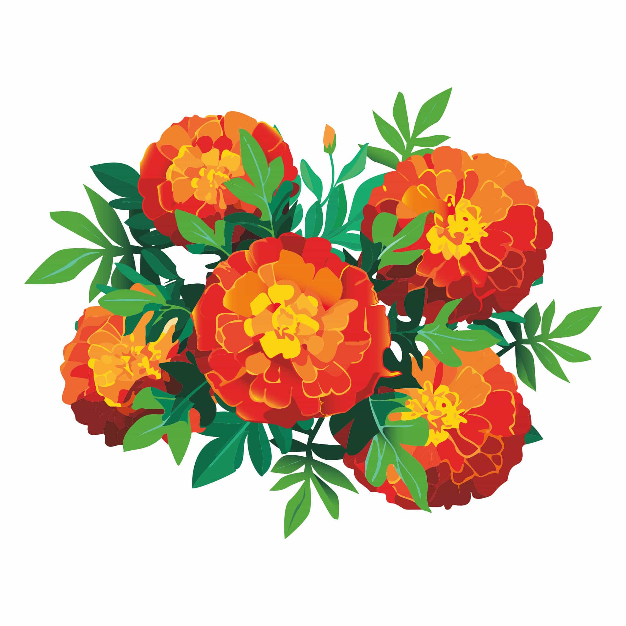 Red Cherry French Marigold