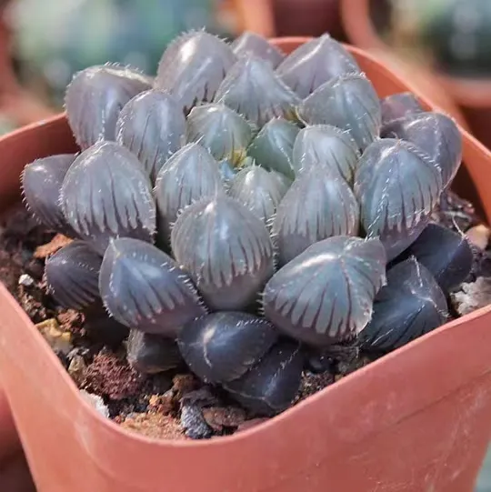 plant Aeonium Echeveria Haworthia  Caudex  Lithops Cactus  Agave 