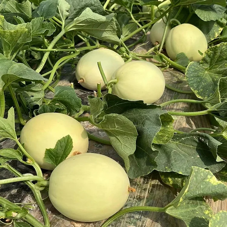 White Sand Honeydew Melon🍈Seeds